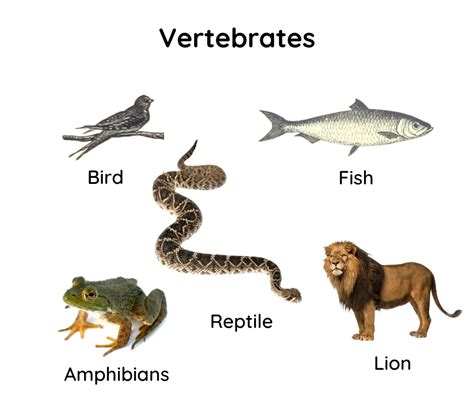 10 Facts About Vertebrates