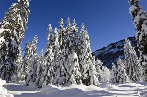 Snow Covered Coniferous Forests
