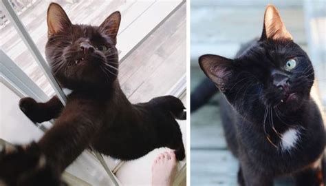 Cats have a reputation for not really loving their owners, instead just using them to get food and shelter. Pirate Cat Couldn't Find Home Because the Way He Looks ...