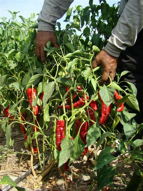 Cultivo De Ají Paprika Orgánico En Lambayeque ~ Tiempo Agrario I