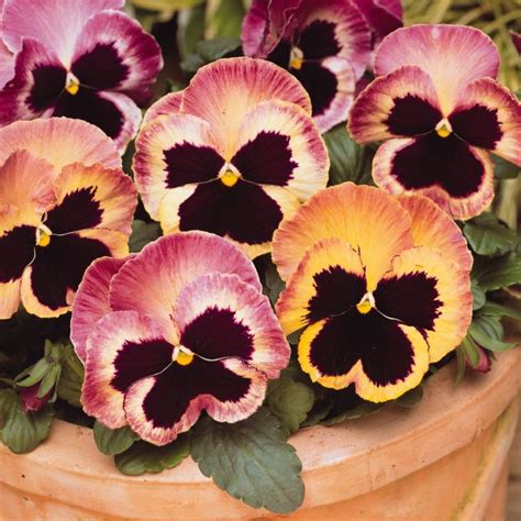 Pansy Matrix Sunrise Tray Of 40 Plug Plants Pansies Flowers