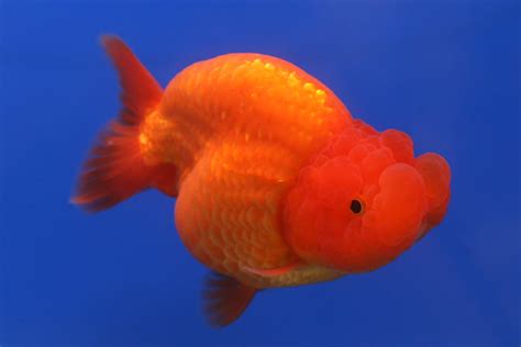 Goldfish What You Need To Know Aquarium Fish Paradise Adelaide Sa
