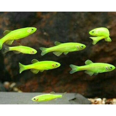 Jual Glofish Green Danio Shopee Indonesia
