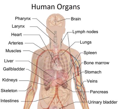 If any of the components of the rib cage. Types of Pain on the Left Side of the Body: Treatment and ...