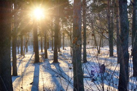 Sunset In The Forest In Winter On Real Snow On A Sunny Frosty Day Stock