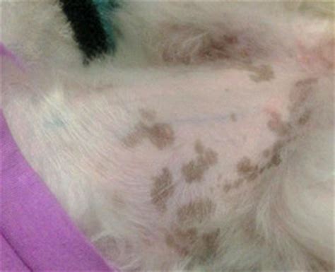 The spots usually appear as tiny dots or as patches on any part of your skin. What are Black Spots on Dogs Skin and Itching, Hair Loss ...