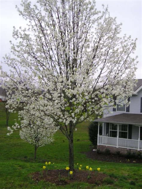 Why You Shouldnt Plant A Bradford Pear Tree In Your Landscape