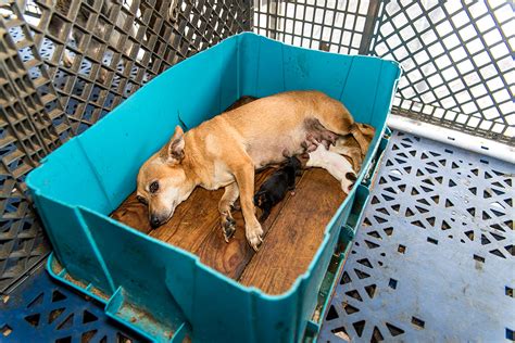 Petland animals come from puppy mills. UPDATE: View New Video Footage from Our FL Puppy Mill Raid ...