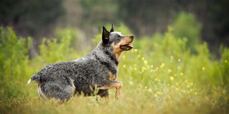 Blue Heeler Australian Cattle Dog Training Tips