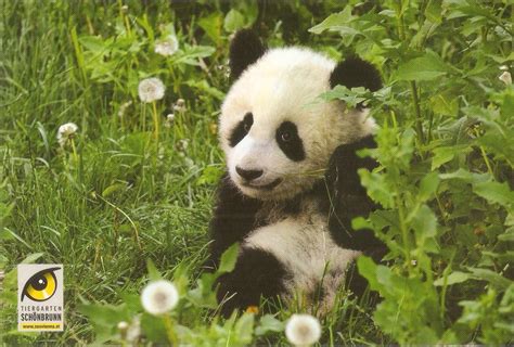 Postcard A La Carte Europe Austria Panda Tiergarten