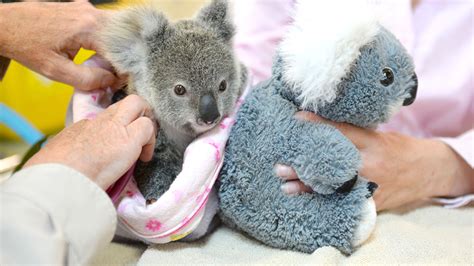 The milk that baby koalas receive from their mothers during the time in her pouch changes as they grow. Orphaned baby koala cuddles stuffed animal after losing ...