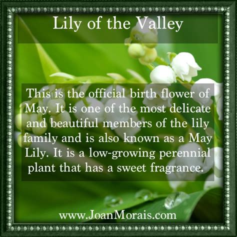 May Birth Flower Is Lily Of The Valley Beauty Secrets From Nature