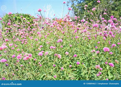 Pink Flower Fieldglobe Amaranth Or Bachelor Button Stock Photo Image