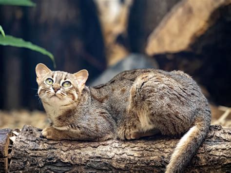 The Top 10 Smallest Wild Cats In The World Unianimal