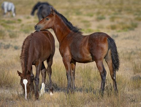 Photographs Of Onaqui Wild Horses July Photography Of Wild Horses