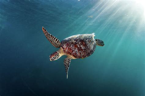Rare Green Sea Turtle Chelonia Mydas Swimming In Open Ocean