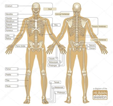 Un Diagrama Del Esqueleto Humano Vector De Stock 58433593 De ©kniazev