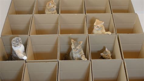Nine Cats Thoroughly Enjoy The Cardboard Maze That Their