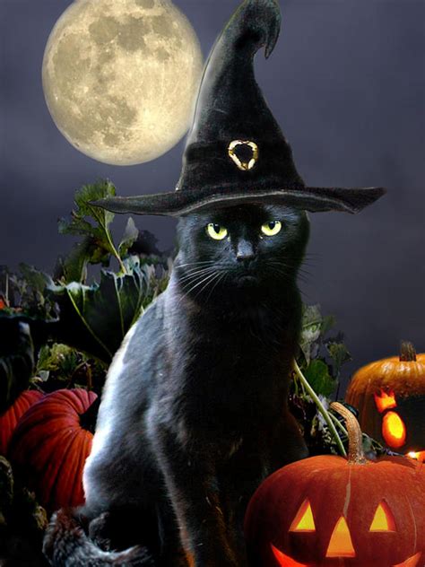 Ready For Halloween Black Cat Halloween Halloween Images Halloween Art