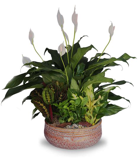 Search for other florists in boca raton on the real yellow pages®. Dish Garden Planter- Ceramic LG in Boca Raton, FL ...