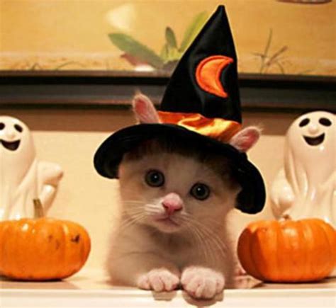 15 Cats In Halloween Costumes That Will Make Your Day Society19 Cute