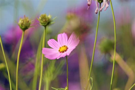 Kostenloses Foto Zum Thema Blühen Blumen Blüte