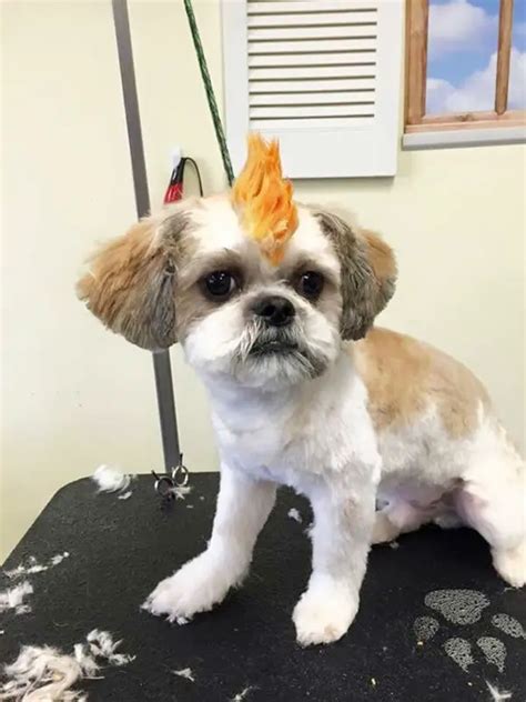 Top 14 Funny Dog Haircuts Glamorous Dogs