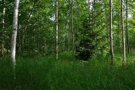 A Small Forest Clearing With Spruce And Birches Stock Image Image Of