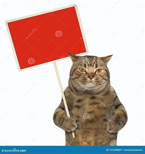 Cat Holding A Blank Red Sign Stock Image Image Of Sign Business