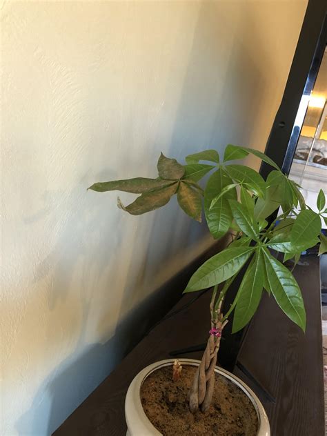 For small trees, wash them off in. Money tree needs help...why do leaves keep turning yellow ...