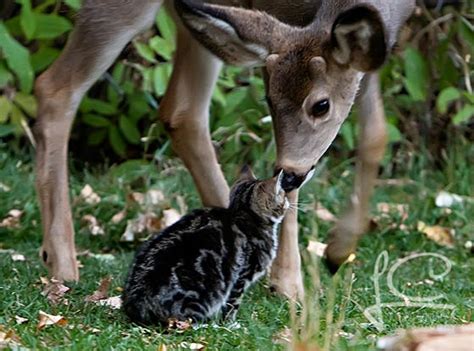 Stray Cat And His Deer Friends Love Meow