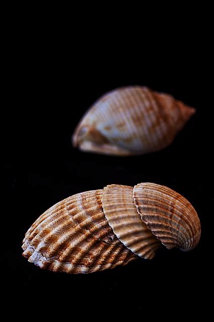 Sea Shells Clams Free Photo On Pixabay Pixabay