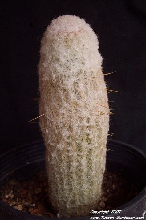 Plantfiles Pictures Peruvian Old Man Cactus Espostoa