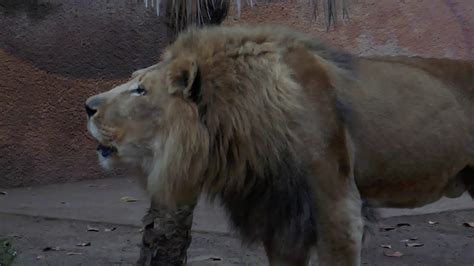 Lions La Zoo 11 8 2019 Los Angeles California Usa Youtube