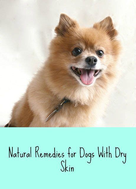 Natural Remedies For Dogs With Dry Skin Coconut Oil For Dogs Oils