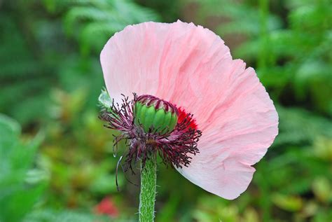 Pink Poppy Free Photo Download Freeimages