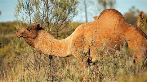 Bbc Earth The Fraught Mating Ritual Of The Australian Camel