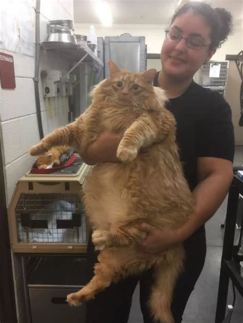 Shelter Takes In The Chubbiest Cat Theyve Ever Seen Daily Animal News