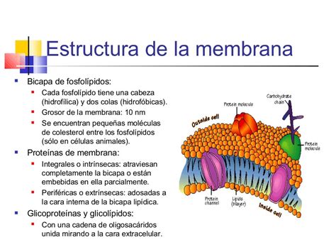 Estructura De Las Membranas