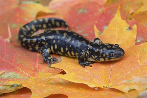 Tiger Salamander Ambystoma Tigrinum Mike Day Flickr