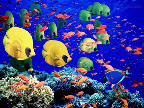 Great Barrier Reef Australia 1500 Species Of Fish And 600 Types Of