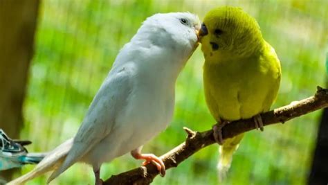 Why Do Budgies Kiss Each Other And What It Means Explained Wings And