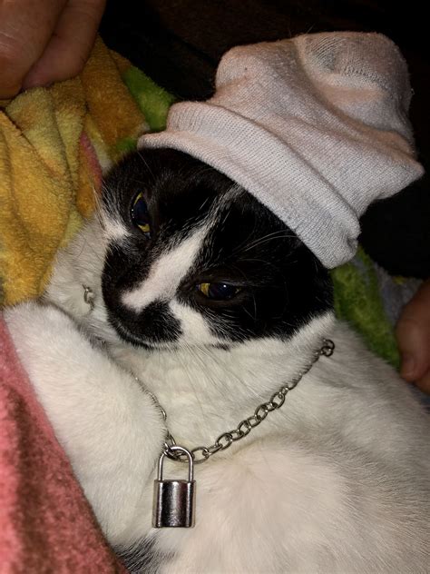 Gangsta Cat Blank Template Imgflip