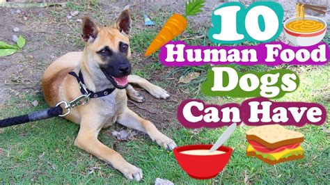 Ordinary foods dogs can't eat safe human foods for dogs foods dogs can't eat. 10 Human Foods Dogs Can Eat - YouTube