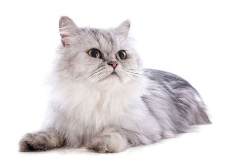 ✓ usage commercial gratis ✓ images haute qualité. Persan - Découvrez la race de chat