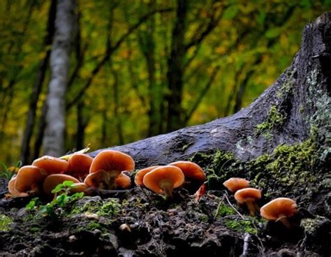 Free Picture Wood Wild Grass Nature Mushroom Fungus Forest