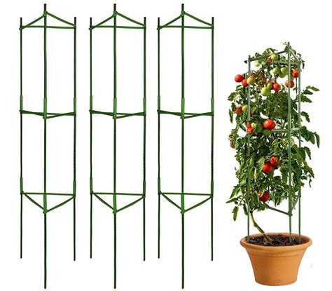 Buy Tomato Cage 3 Pack Garden Plant Support Tomato Cage Vegetable