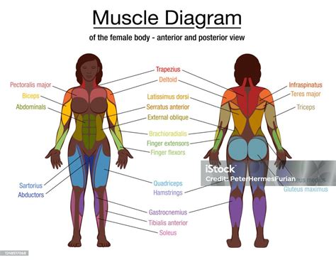 Muscle Diagram Most Important Muscles Of An Athletic Black Man Anterior