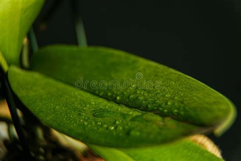 Large Green Leaf Leaf With Dew Water Droplets On Plant Stock Photo