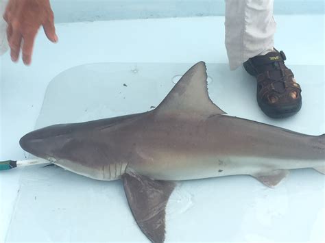 What Is A Sand Shark Southern Fried Science